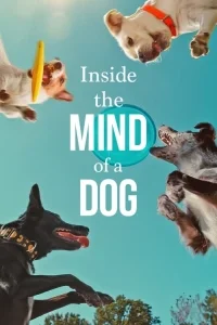 Köpeklerin Aklından Neler Geçiyor