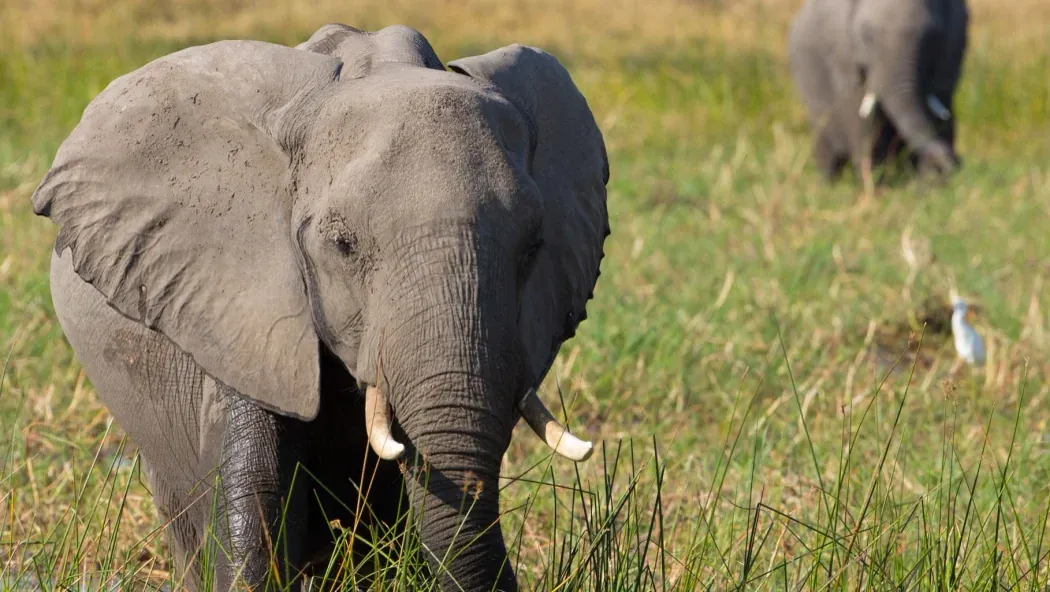 Elephant - Fil izle