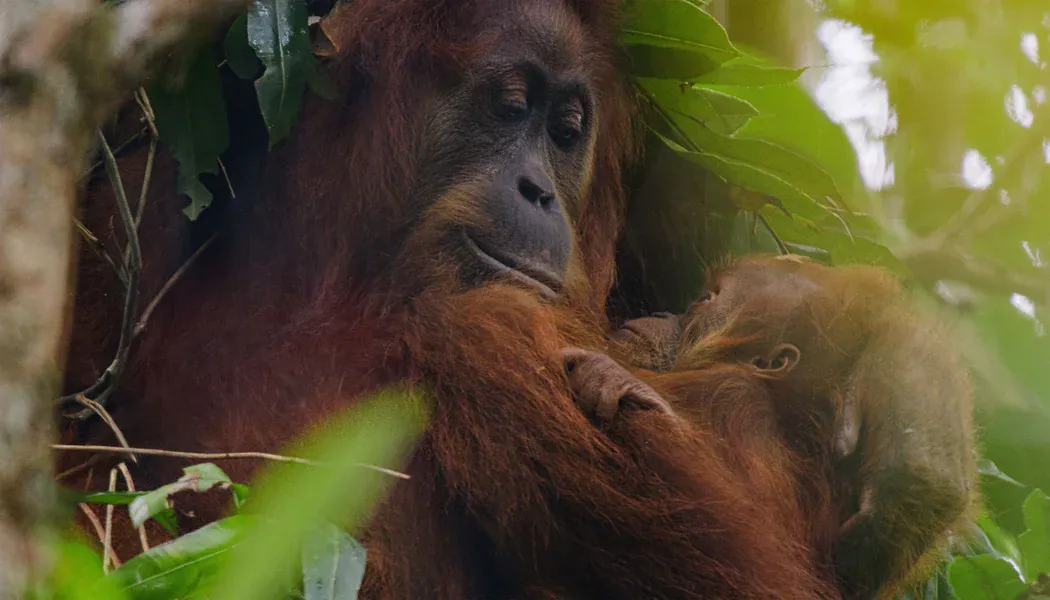 Orangutan izle