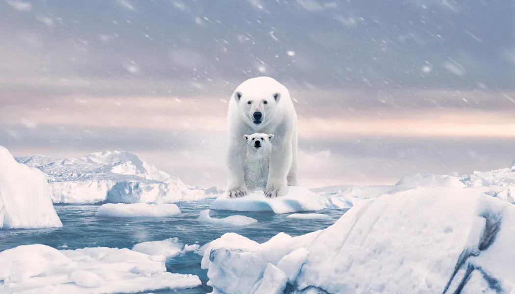 Polar Bear izle