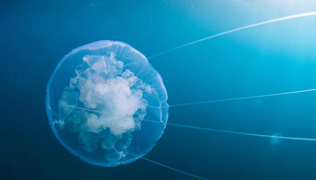 Voyage of Time: Life's Journey izle